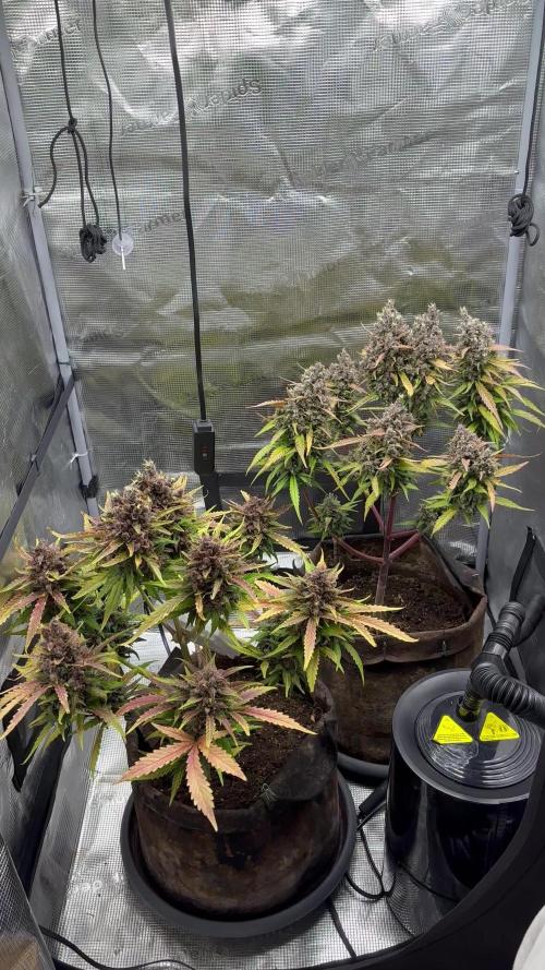 StrawberryGorilla+TropicanaCookies-Auto