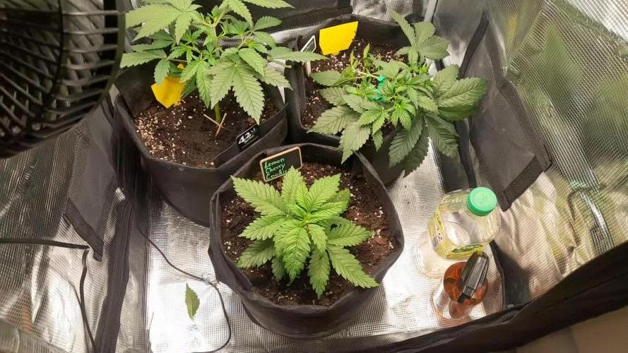 Applestrudel/Strawberry Gorilla - Auto