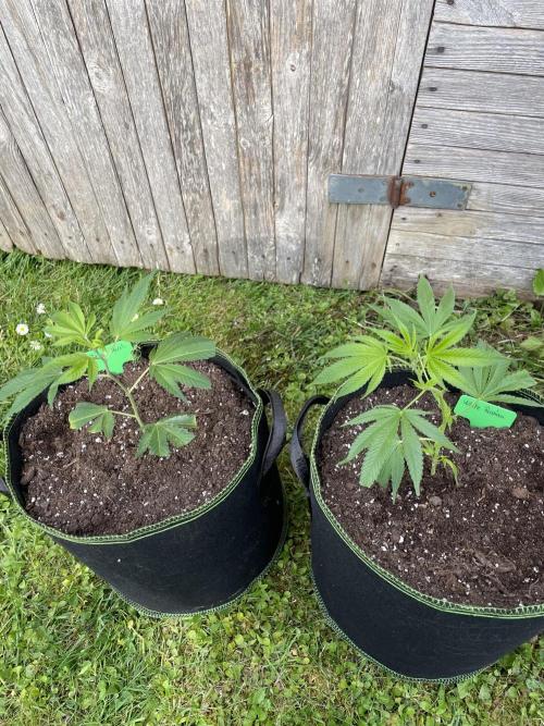 First Outdoor grow. Week 2