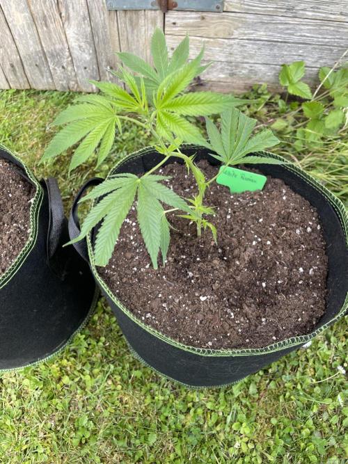 First Outdoor grow. Week 2