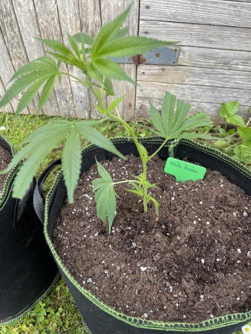 First Outdoor grow. Week 2