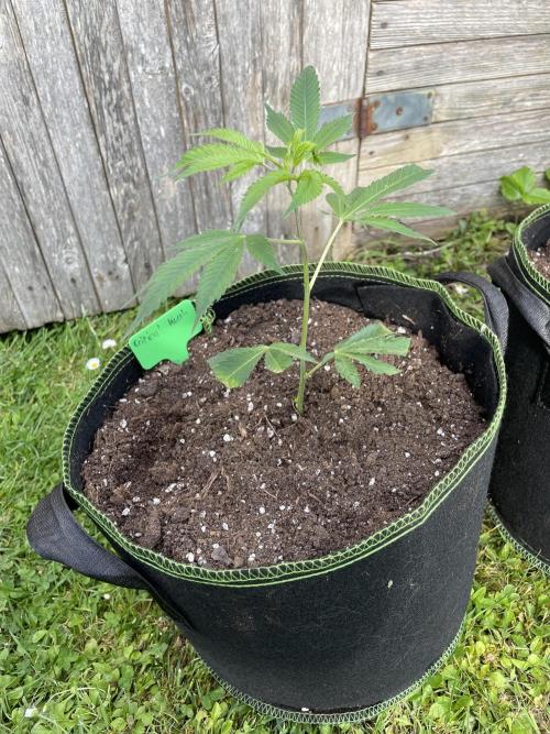 First Outdoor grow. Week 2
