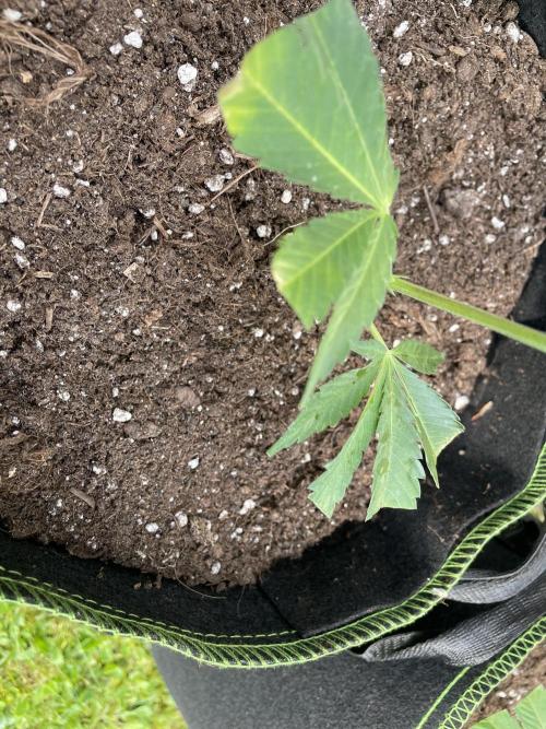 First Outdoor grow. Week 2