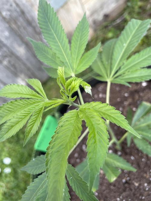 First Outdoor grow. Week 2