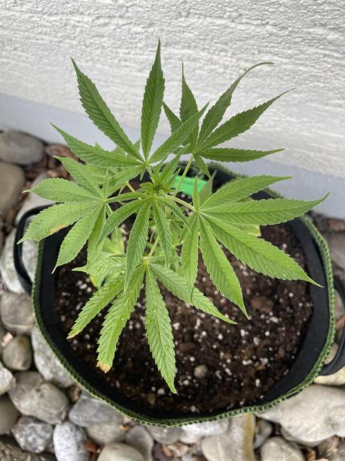 First Outdoor grow. Week 3
