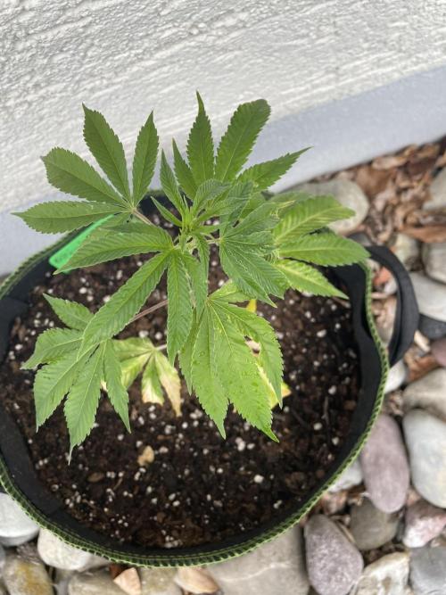 First Outdoor grow. Week 3