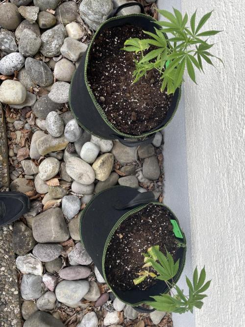 First Outdoor grow. Week 3
