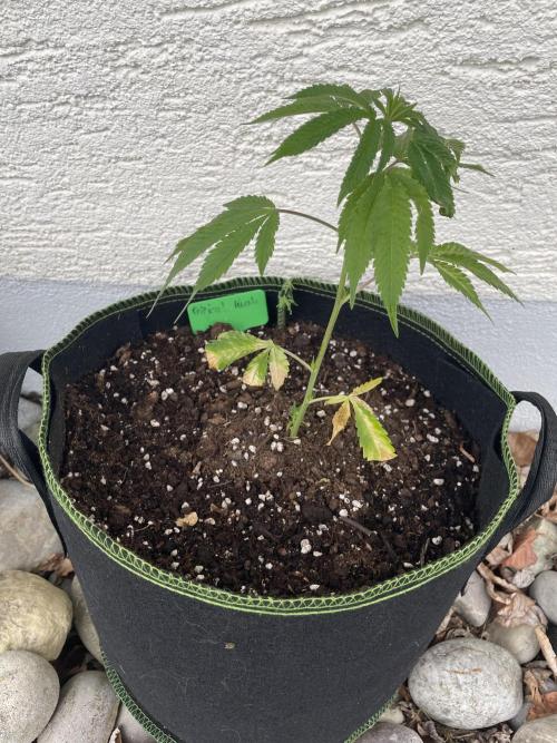 First Outdoor grow. Week 3