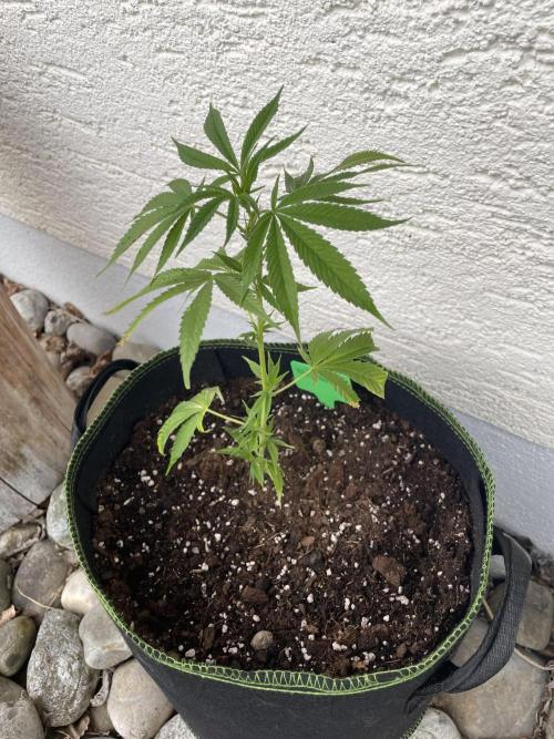 First Outdoor grow. Week 3