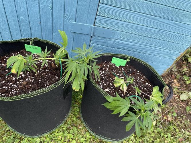 First Outdoor grow. Week 3