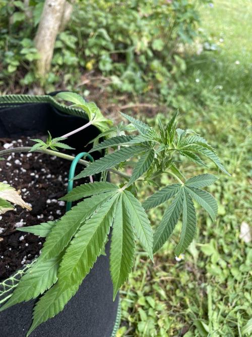 First Outdoor grow. Week 3