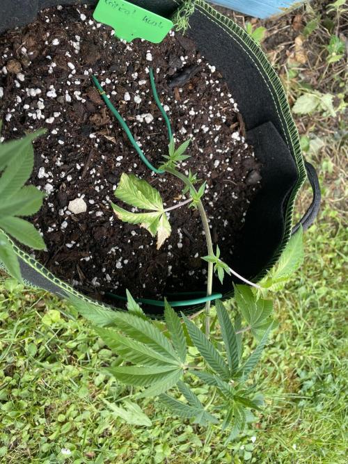First Outdoor grow. Week 3