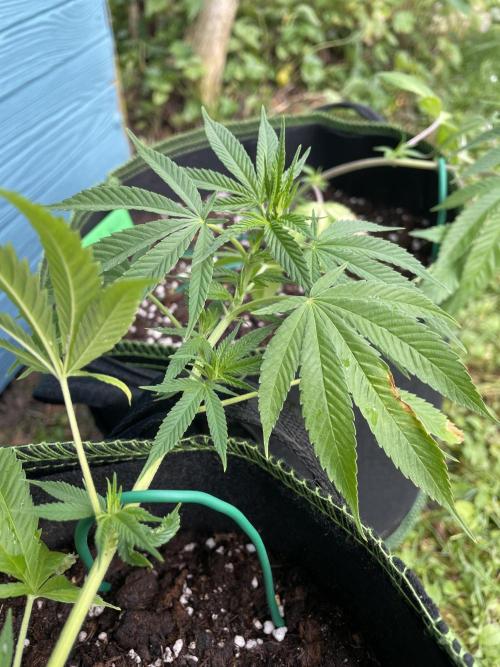 First Outdoor grow. Week 3