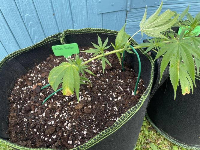 First Outdoor grow. Week 3