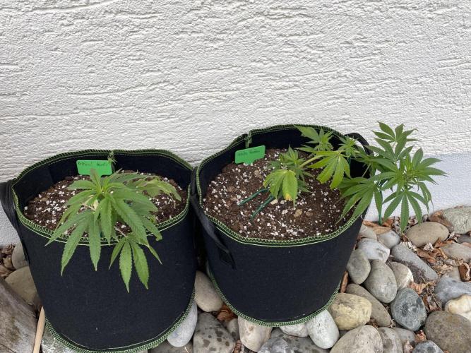First Outdoor grow. Week 4