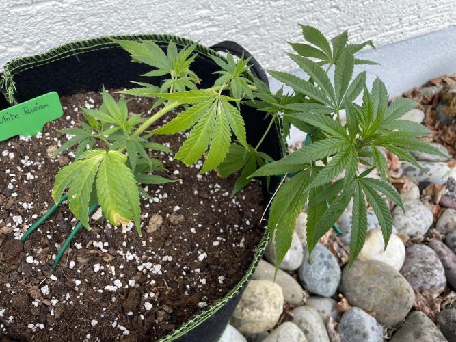 First Outdoor grow. Week 4