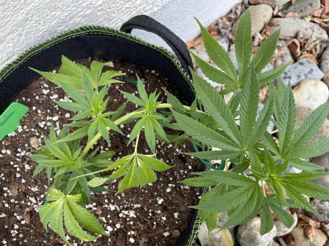 First Outdoor grow. Week 4