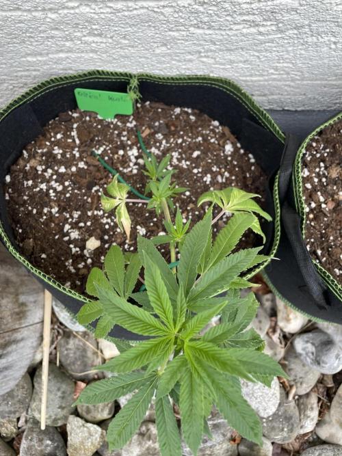 First Outdoor grow. Week 4