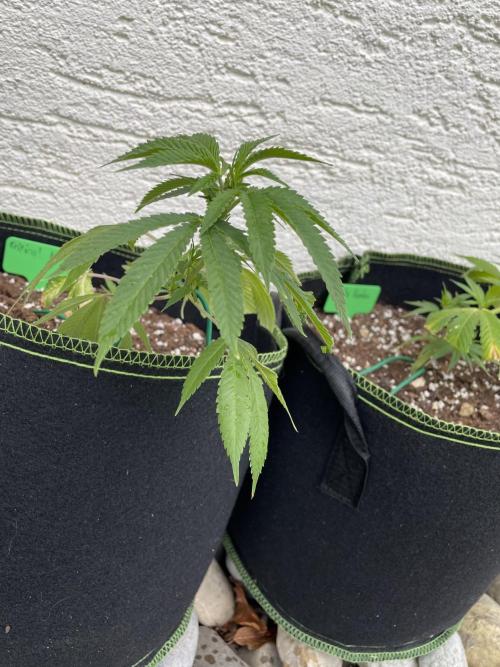 First Outdoor grow. Week 4