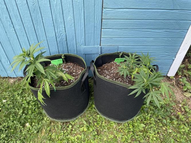 First Outdoor grow. Week 6