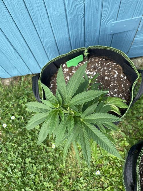 First Outdoor grow. Week 6