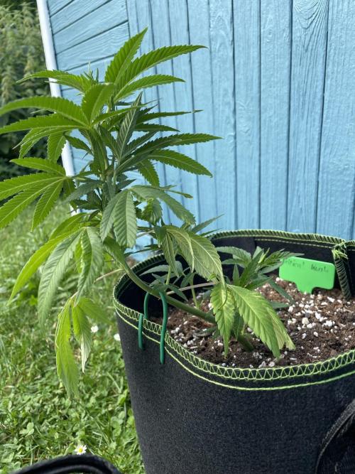 First Outdoor grow. Week 6