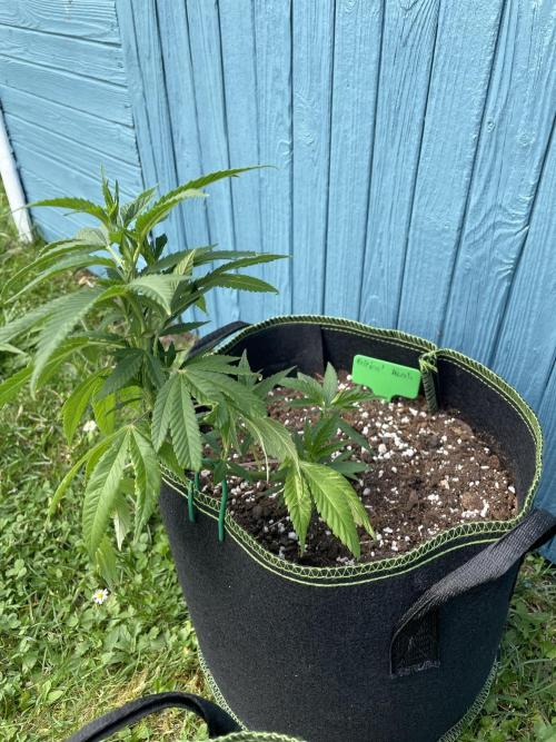 First Outdoor grow. Week 6