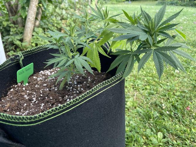 First Outdoor grow. Week 6