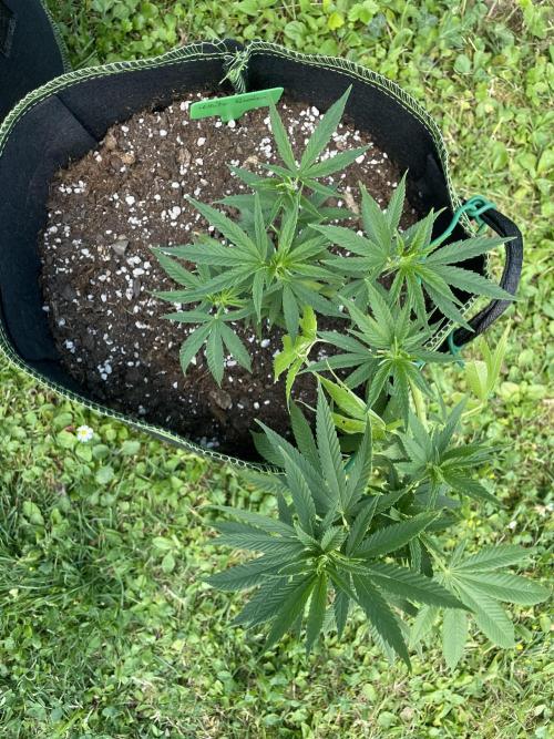 First Outdoor grow. Week 6