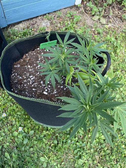First Outdoor grow. Week 6