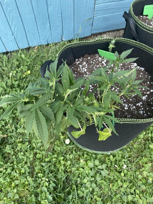 First Outdoor grow. Week 7