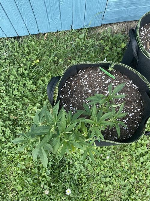 First Outdoor grow. Week 7