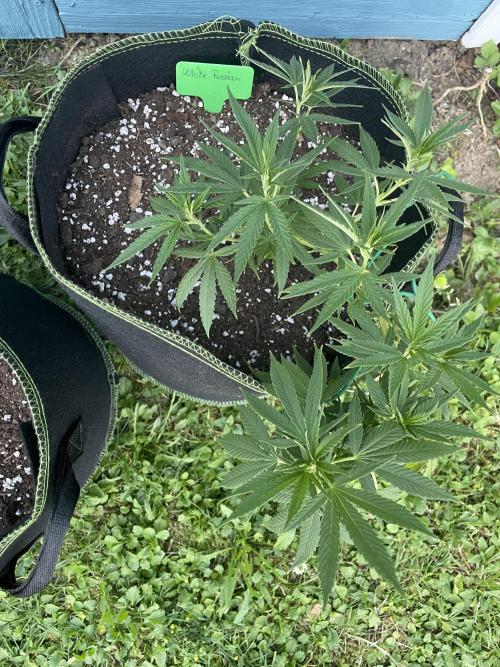 First Outdoor grow. Week 7