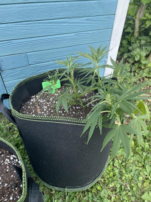 First Outdoor grow. Week 7