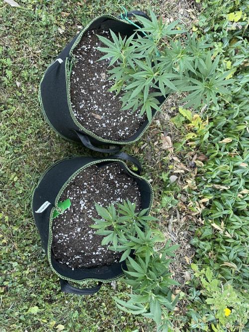 First Outdoor grow. Week 7