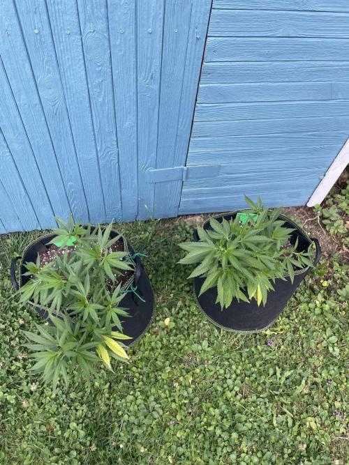 First Outdoor grow. Week 8