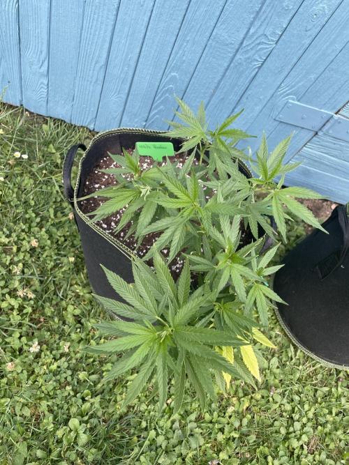 First Outdoor grow. Week 8