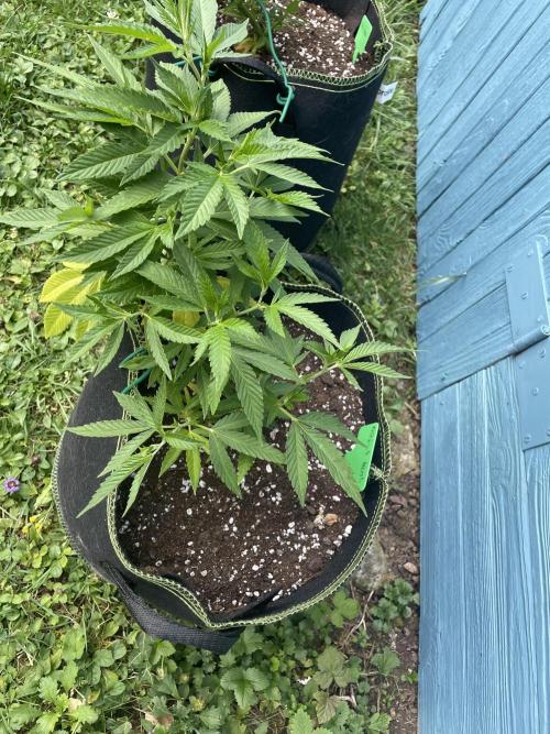 First Outdoor grow. Week 8