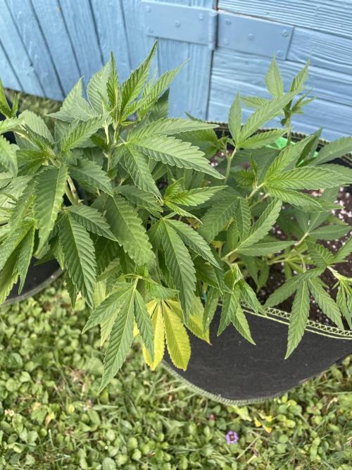 First Outdoor grow. Week 8