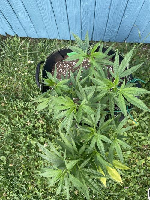 First Outdoor grow. Week 8