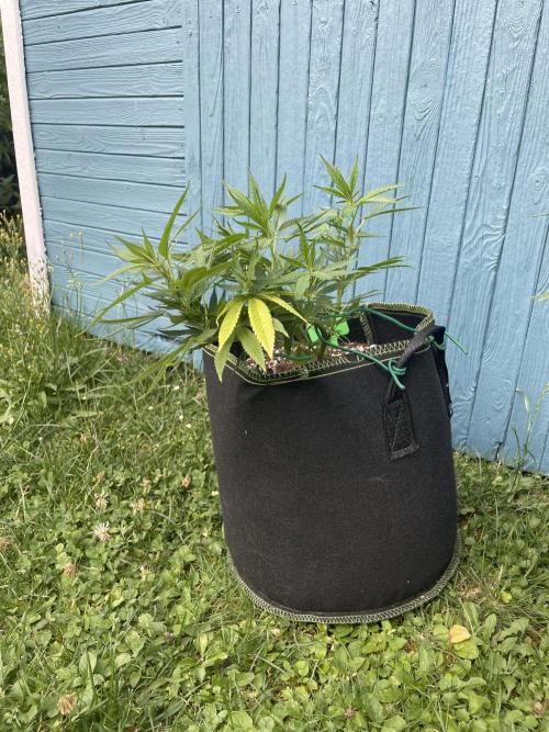 First Outdoor grow. Week 8