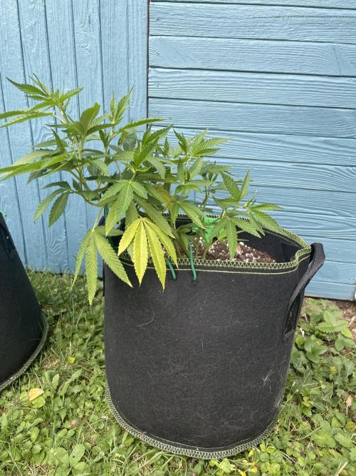 First Outdoor grow. Week 8
