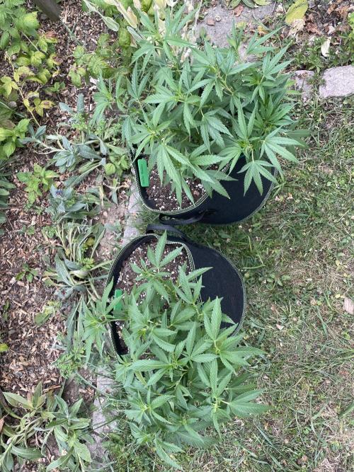 First Outdoor grow. Week 9