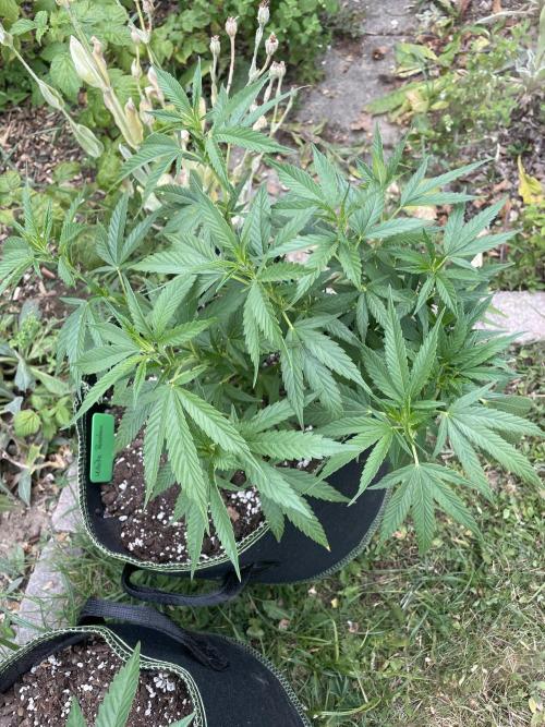 First Outdoor grow. Week 9