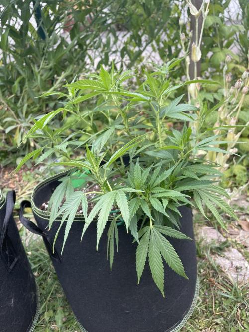 First Outdoor grow. Week 9