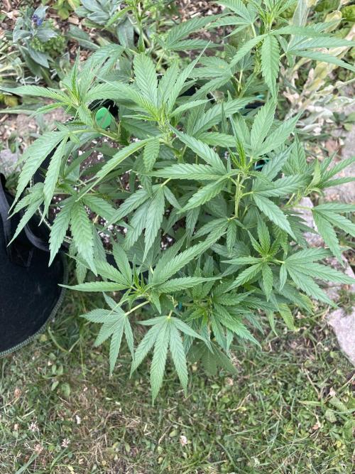 First Outdoor grow. Week 9