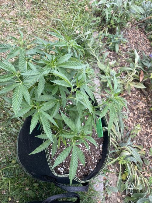 First Outdoor grow. Week 9