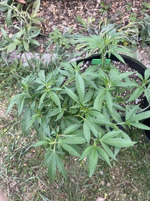 First Outdoor grow. Week 9