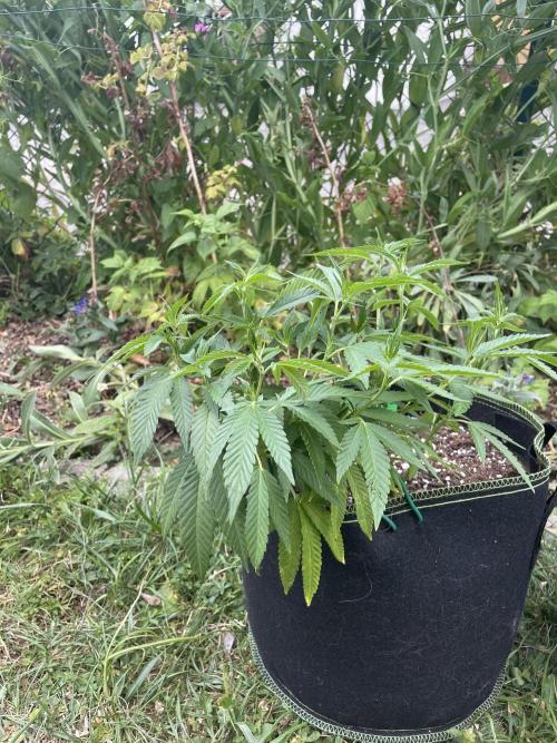 First Outdoor grow. Week 9
