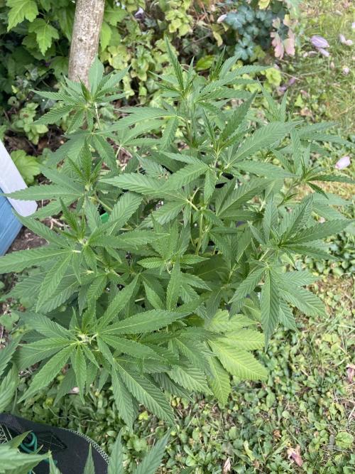 First Outdoor grow. Week 10